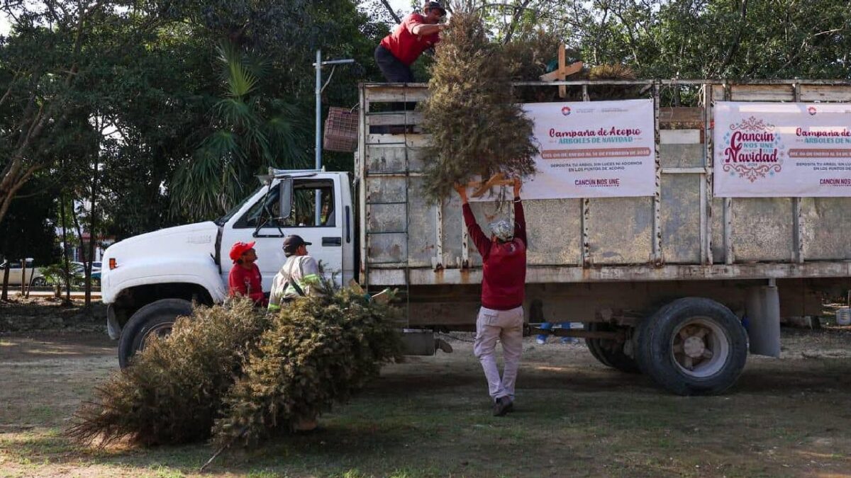 Recolección de árboles de Navidad avanza.