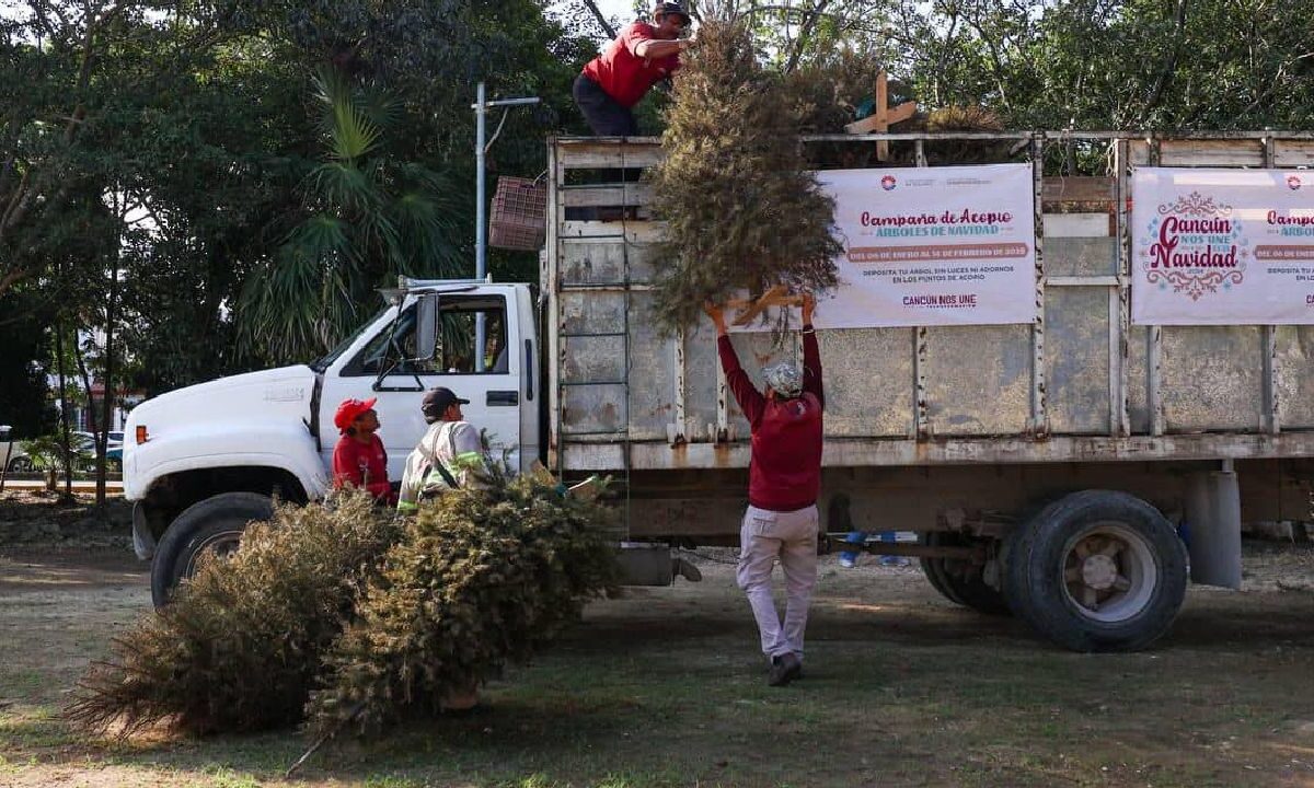Recolección de árboles de Navidad avanza.