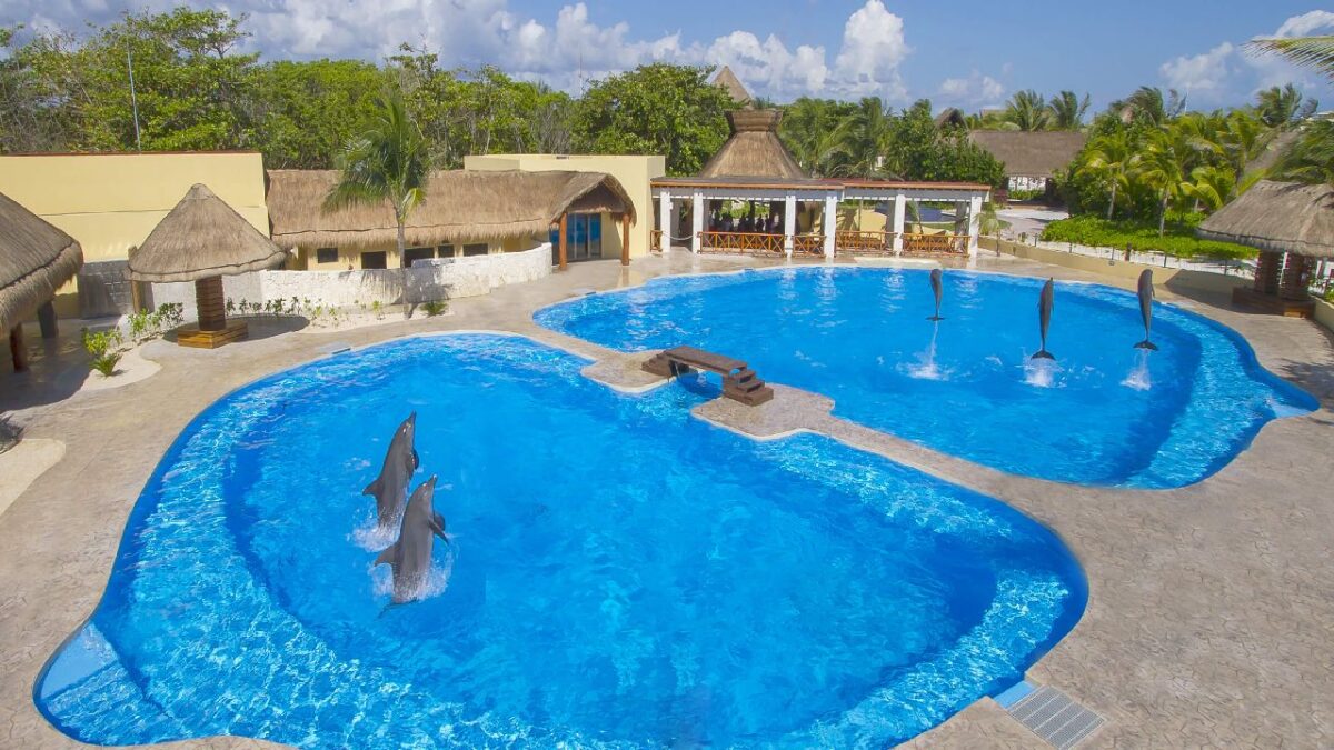 El debate por los delfines continúa.