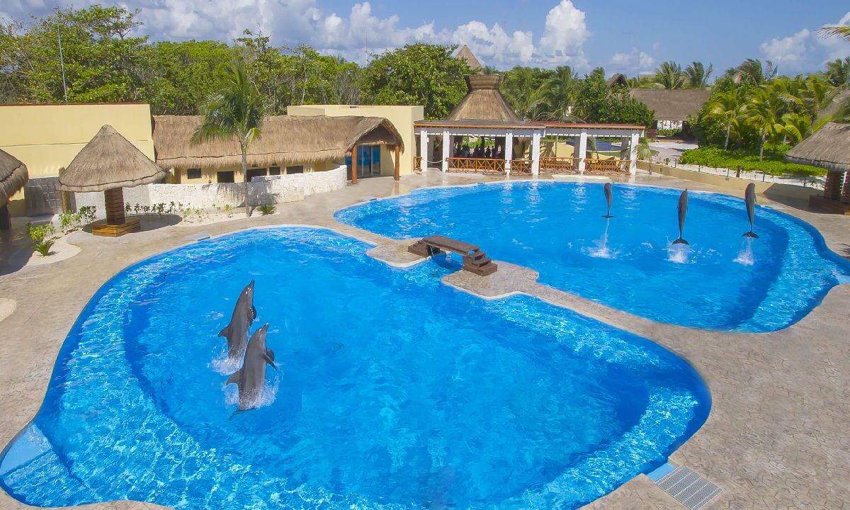 El debate por los delfines continúa.