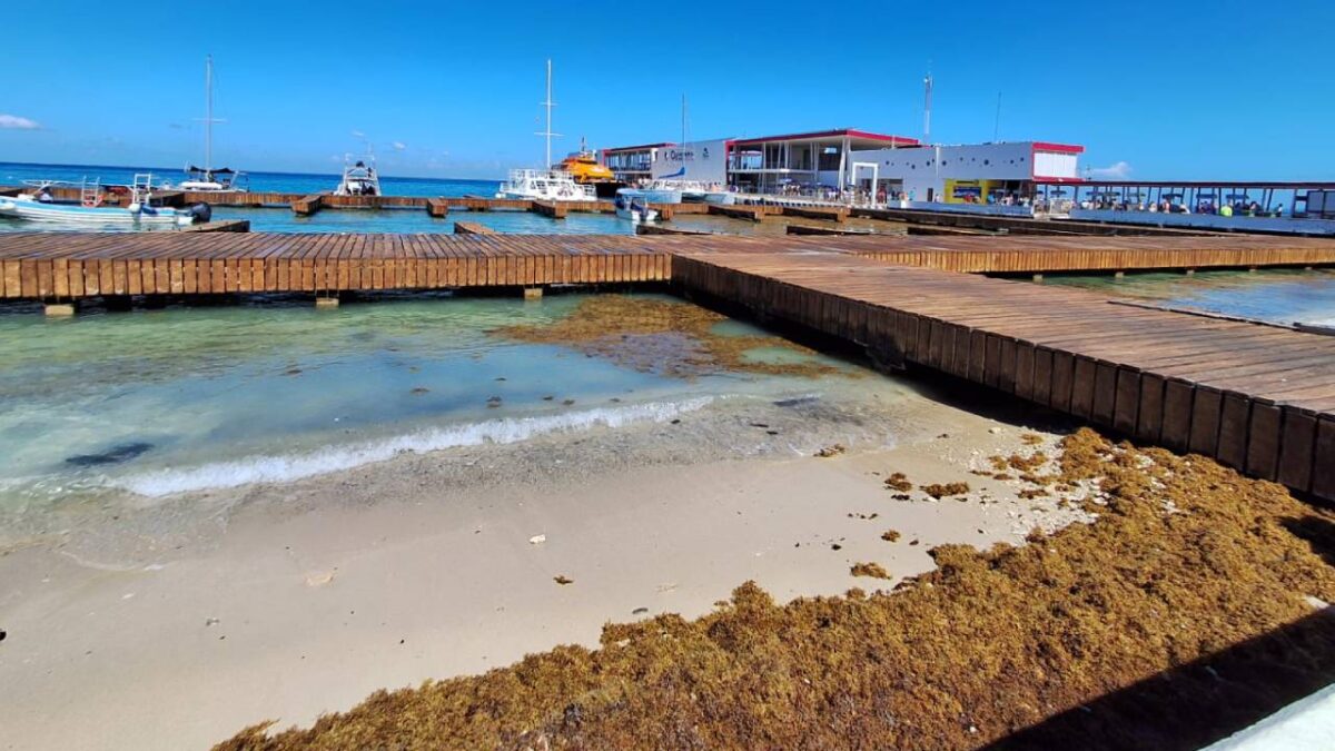 Sargazo en la costa de Cozumel.