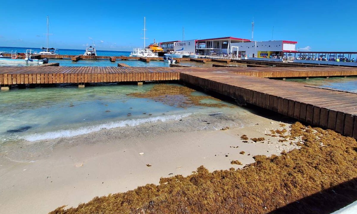 Sargazo en la costa de Cozumel.