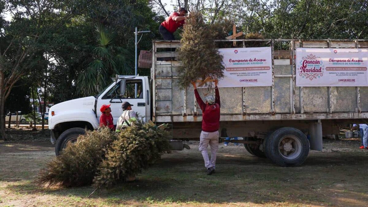 Acopio de árboles de Navidad en Cancún.
