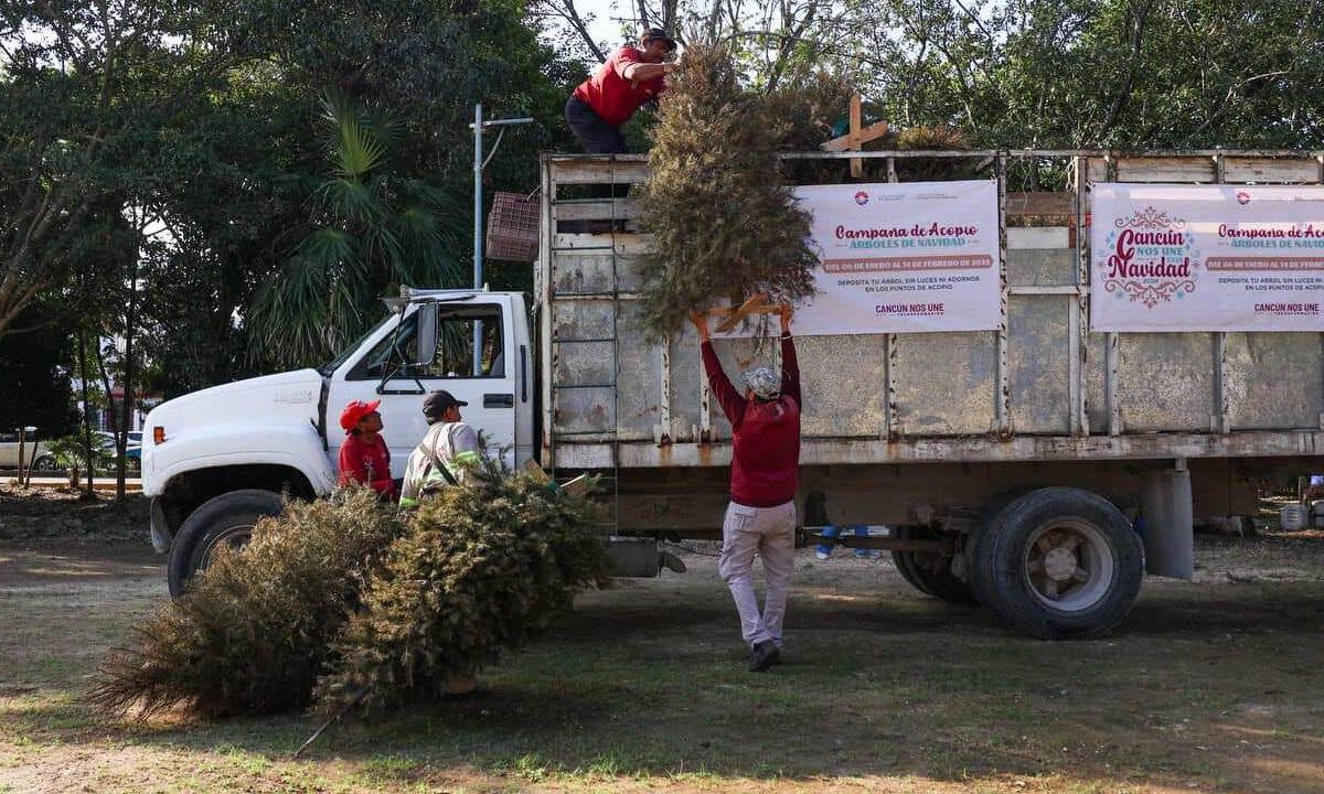Acopio de árboles de Navidad en Cancún.