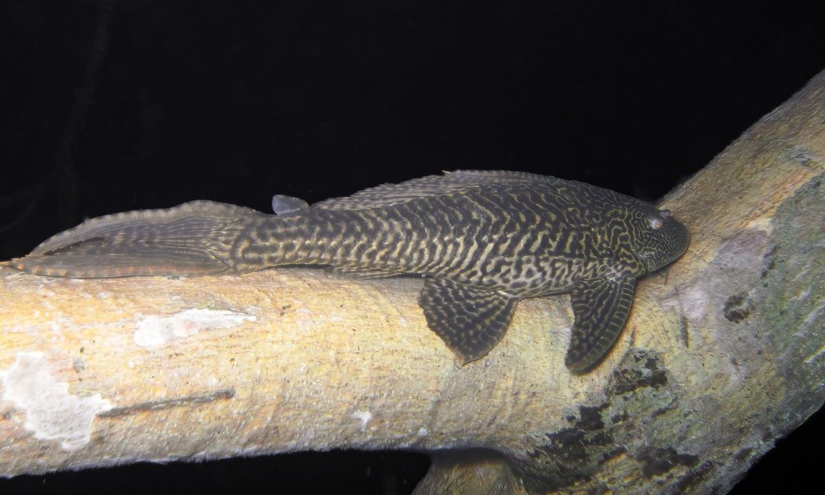 Ejemplar de pez diablo.