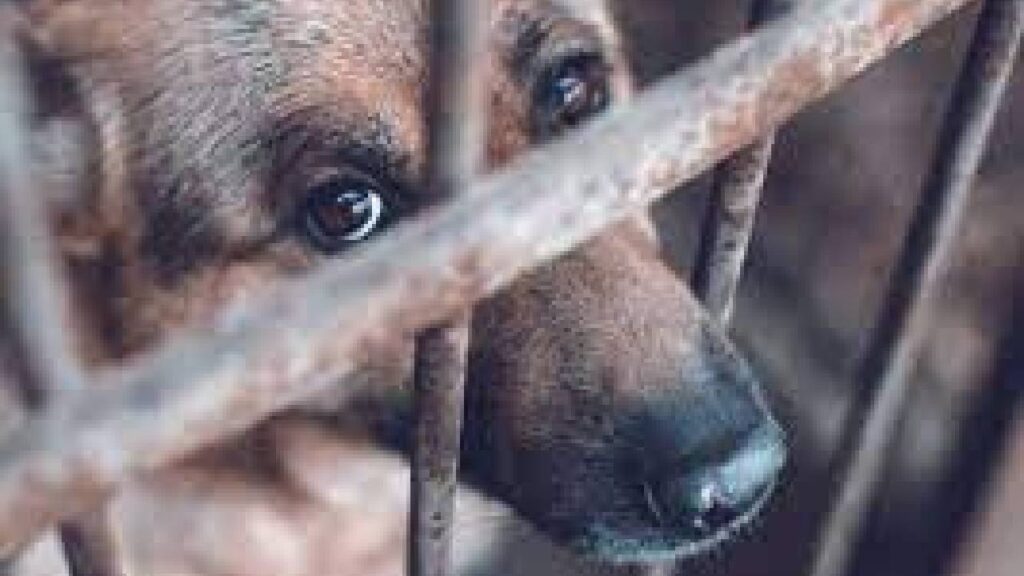 Aumentan casos de maltrato animal.