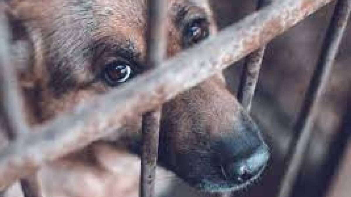 Aumentan casos de maltrato animal.