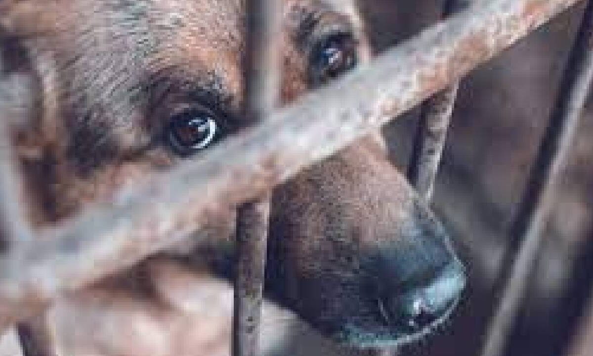 Aumentan casos de maltrato animal.