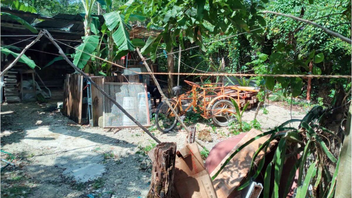 Terrenos invadidos en Cozumel.