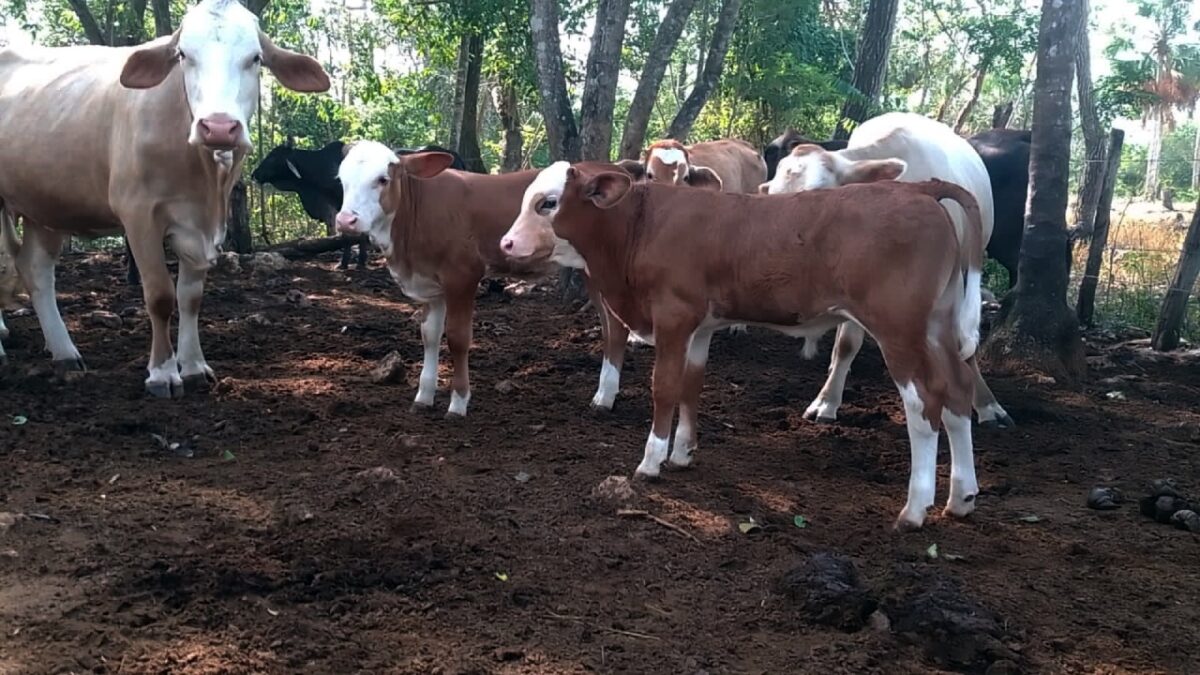 Producción de ganado en Kantuniklín.
