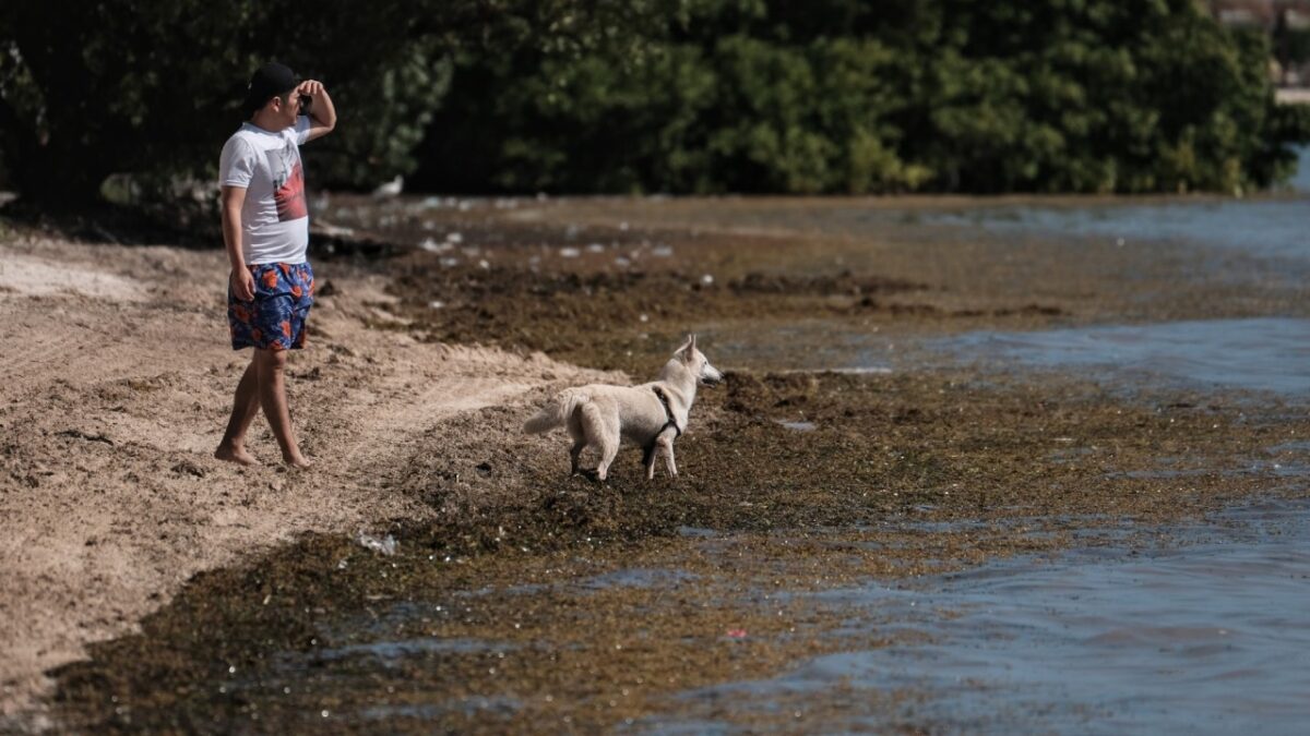 Arribo masivo de sargazo en Quintana Roo.
