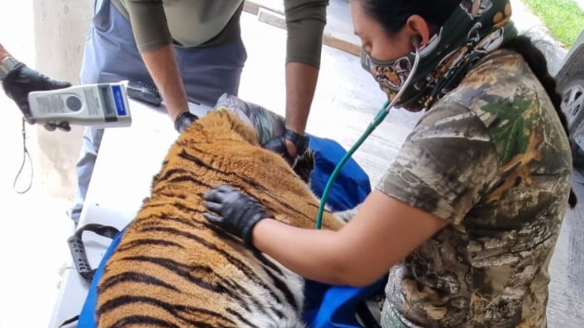 Últimas noticias. Tigre recuperado en Cancún.