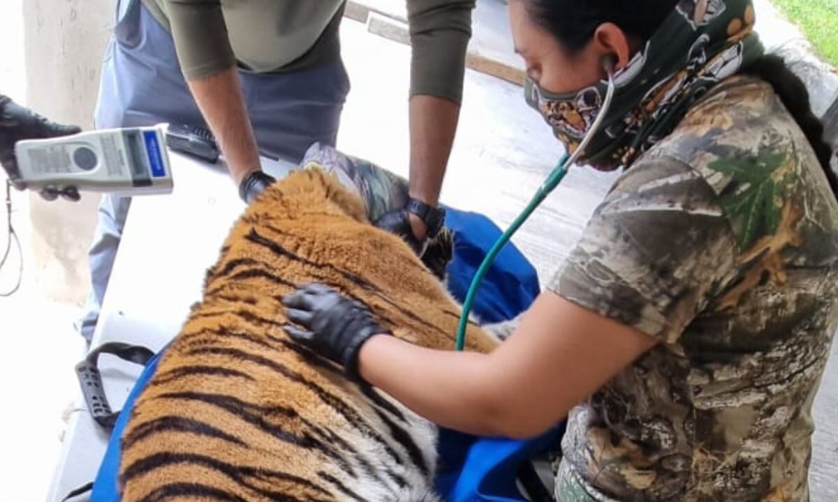 Últimas noticias. Tigre recuperado en Cancún.