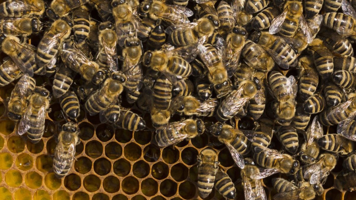 Abejas africanizadas