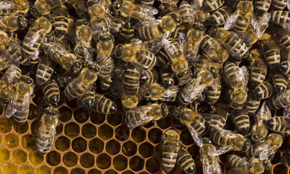 Abejas africanizadas