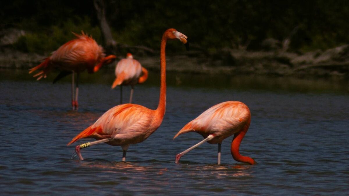 Cozumel está de fiesta por el regreso de una especie de flamenco.