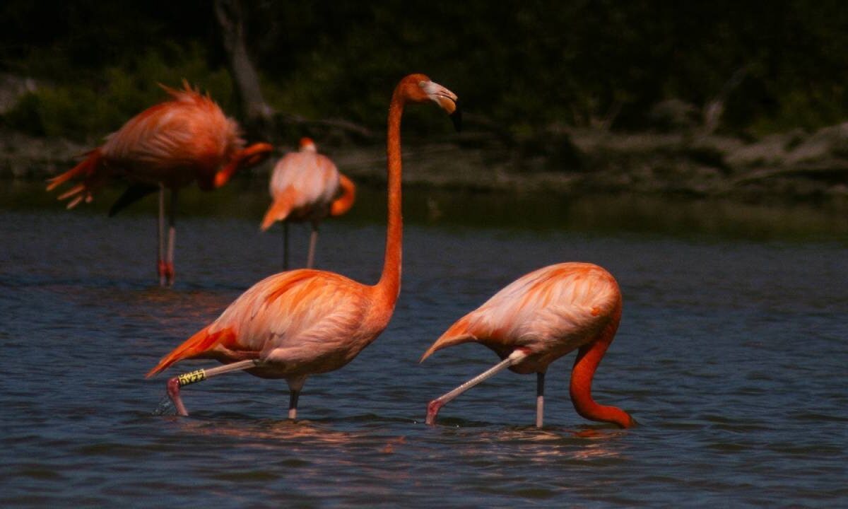 Cozumel está de fiesta por el regreso de una especie de flamenco.
