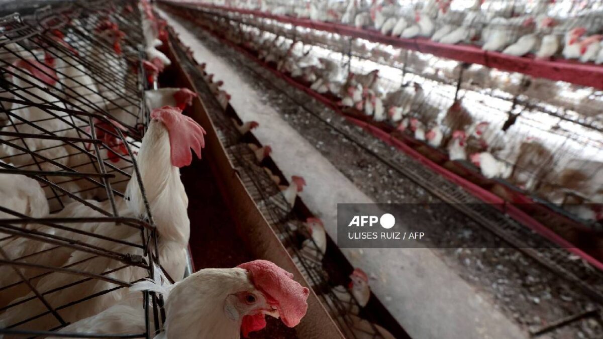Monitorean brote de gripe aviar.