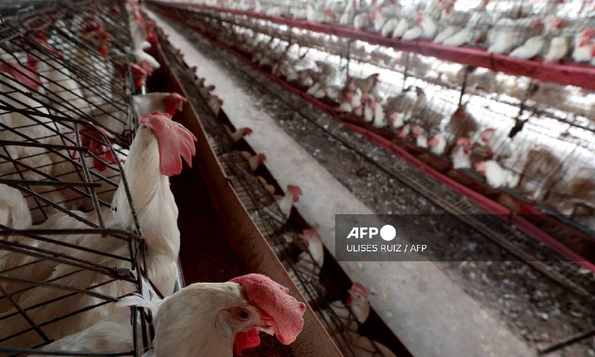 Monitorean brote de gripe aviar.