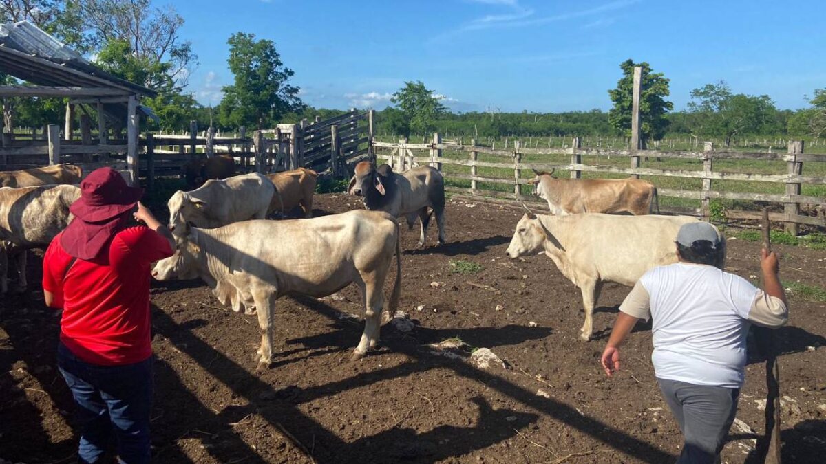 Ganaderos de Cozumel.