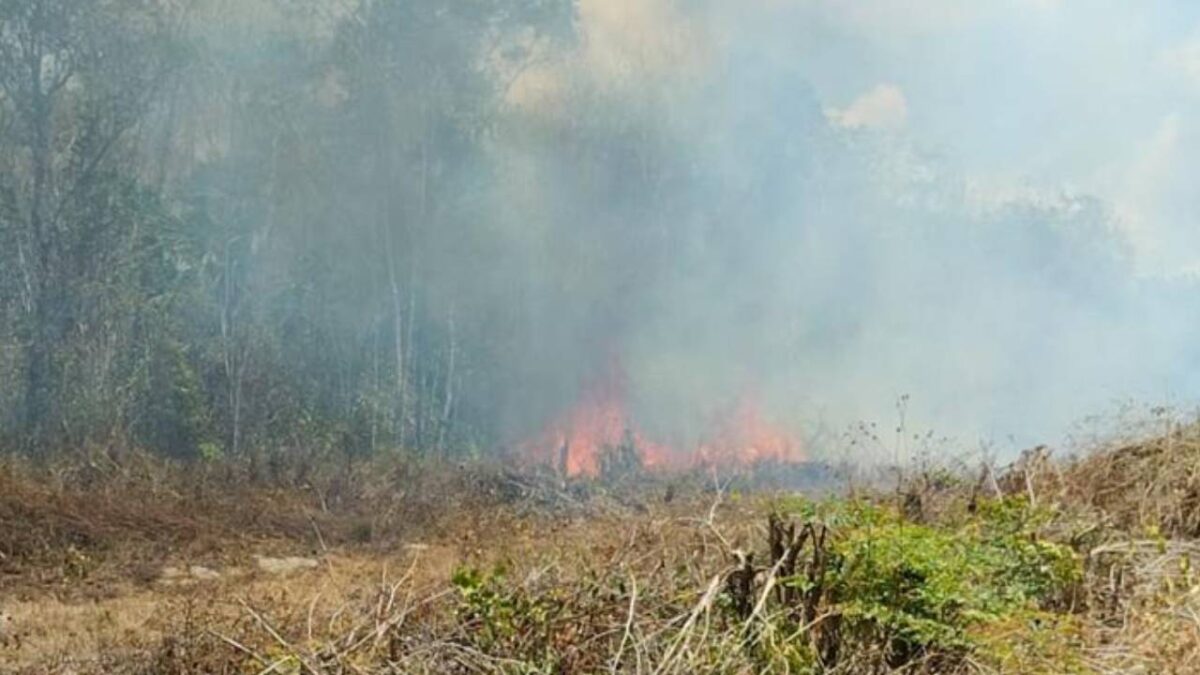 Incendio forestal en Lázaro Cárdenas.