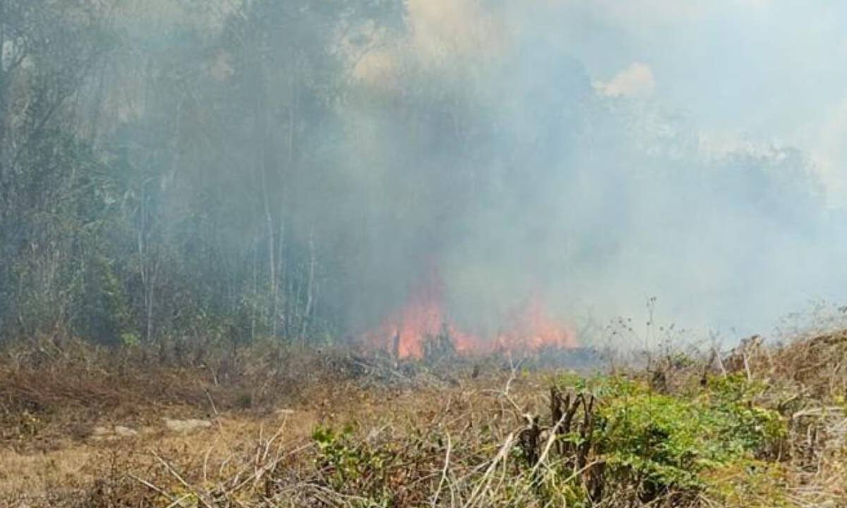 Incendio forestal en Lázaro Cárdenas.