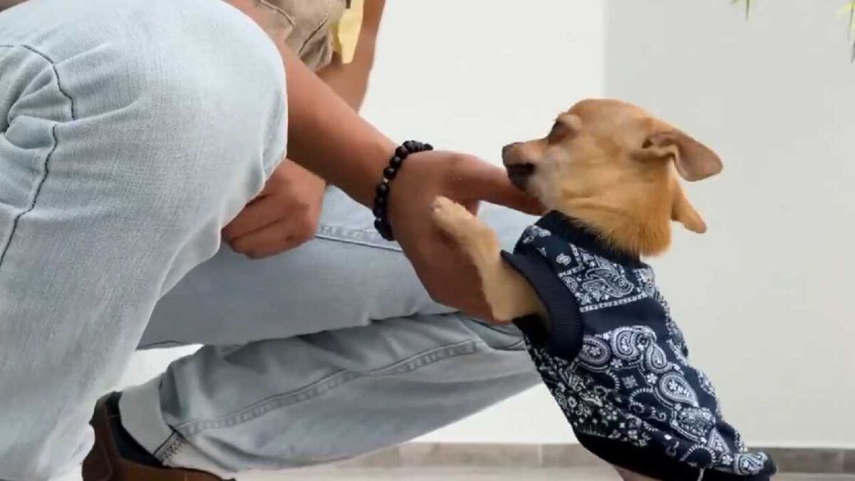 El perro "osito" está bien.