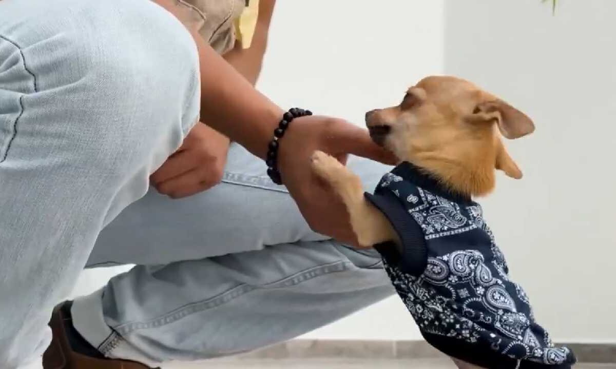 El perro "osito" está bien.