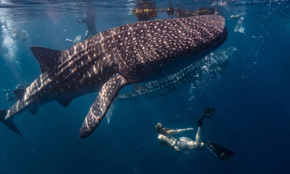 Avistamiento del tiburón ballena.