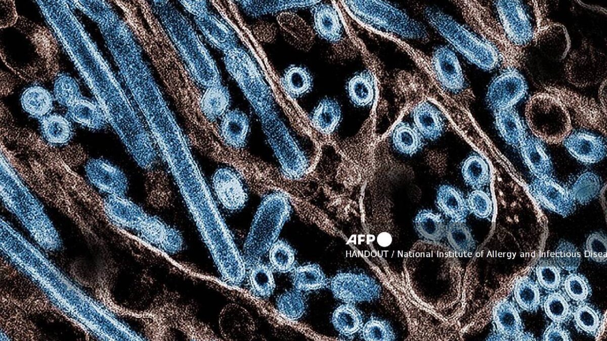 Últimas noticias. Muere niña por gripe aviar.