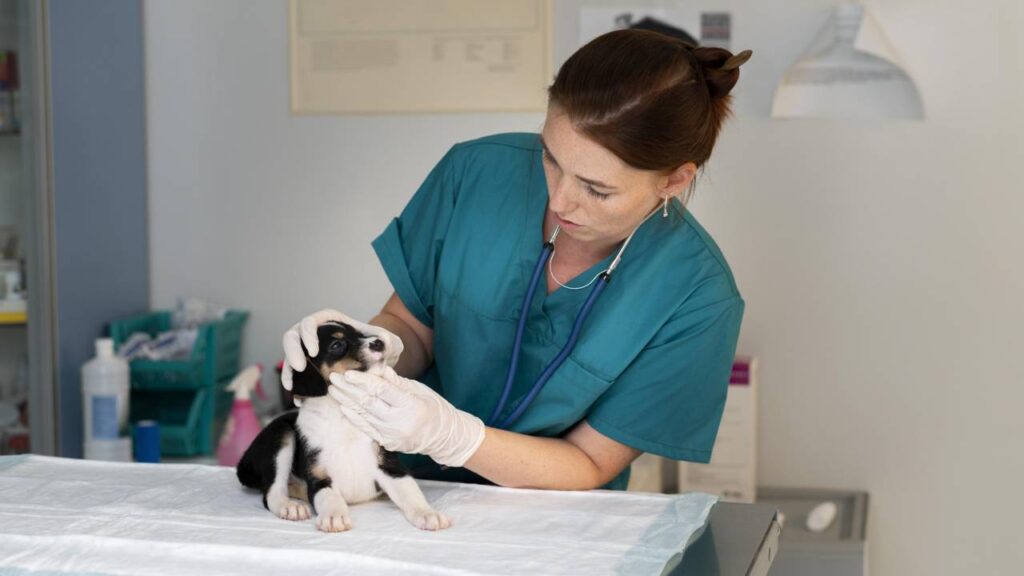 Veterinaria.