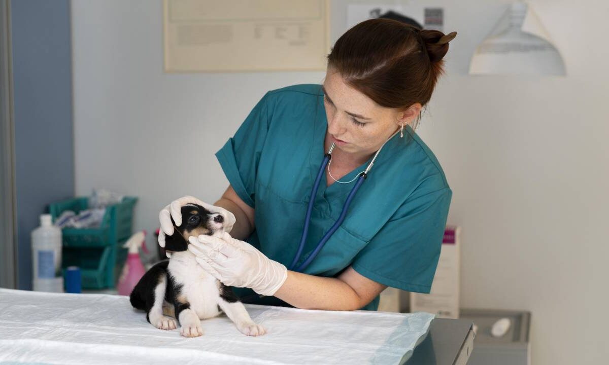 Veterinaria.