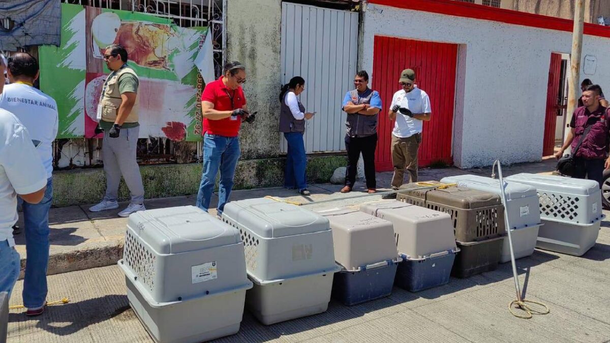 Rescatan a ocho perros en Cancún.