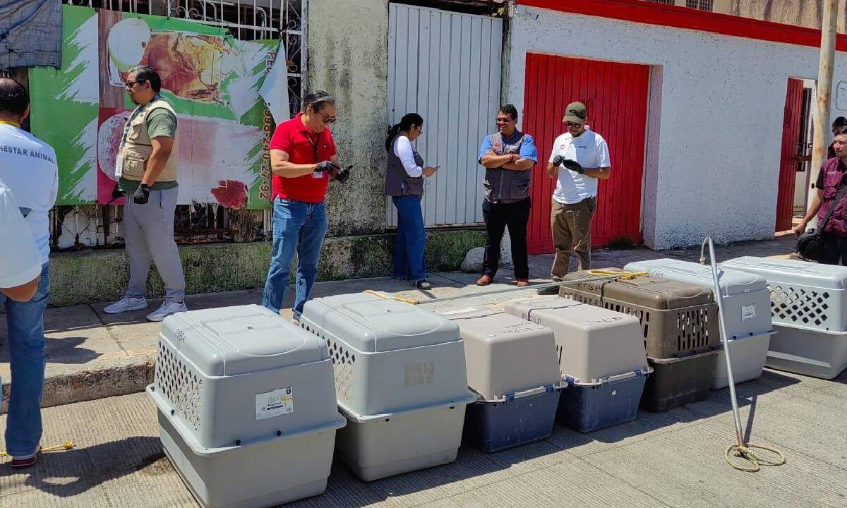 Rescatan a ocho perros en Cancún.
