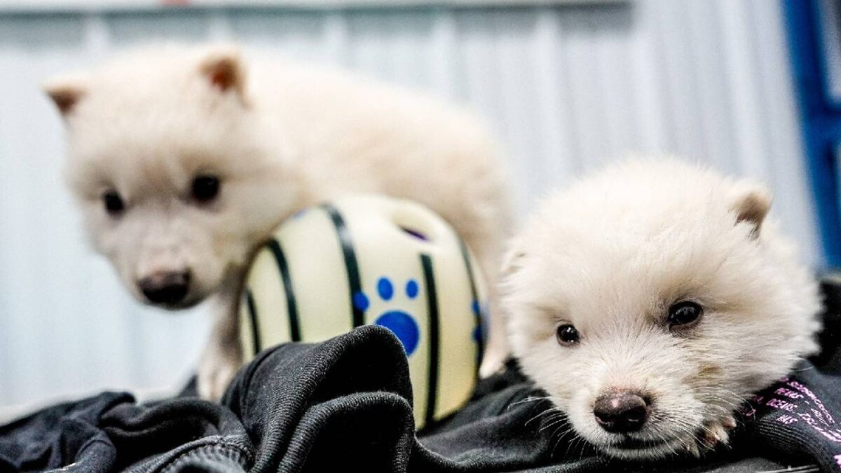 El Lobo Terrible está de vuelta.