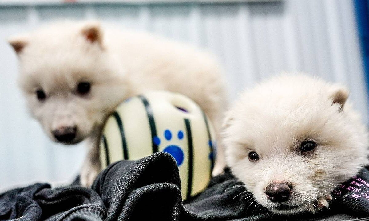El Lobo Terrible está de vuelta.
