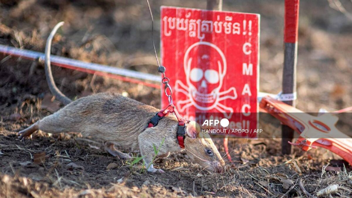 Ronin es todo un héroe,