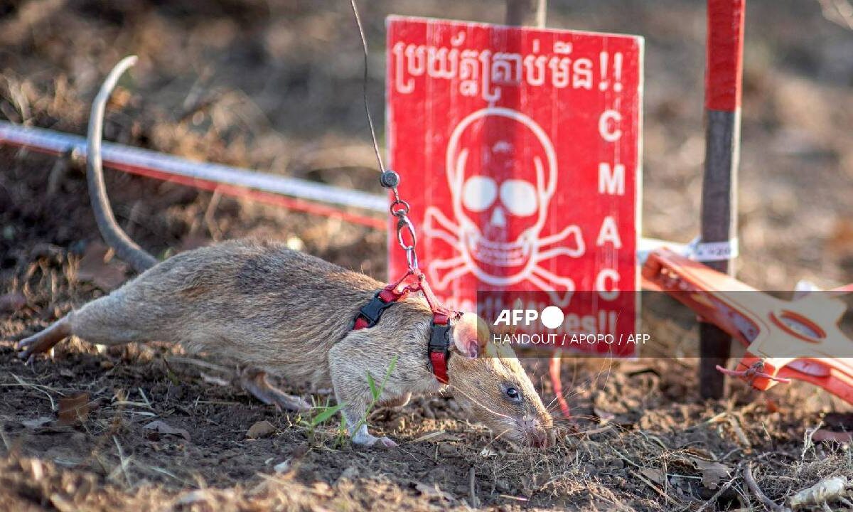 Ronin es todo un héroe,