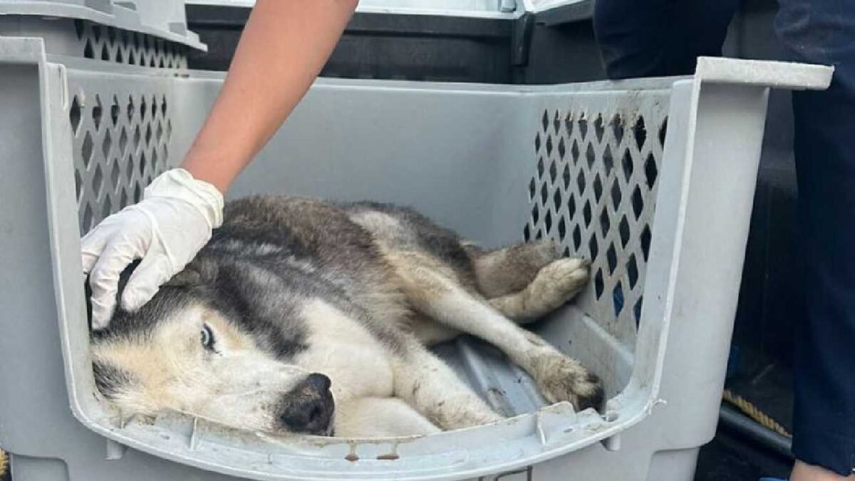 La denuncia de maltrato animal movilizó a las autoridades.