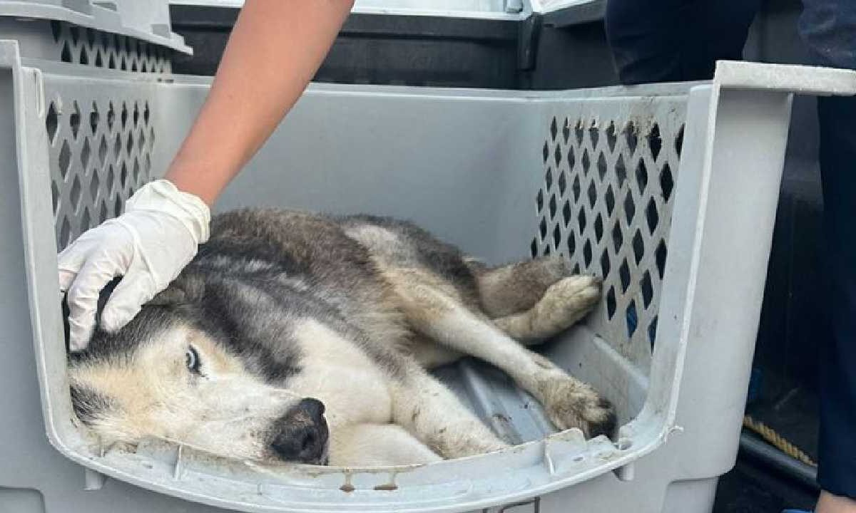 La denuncia de maltrato animal movilizó a las autoridades.