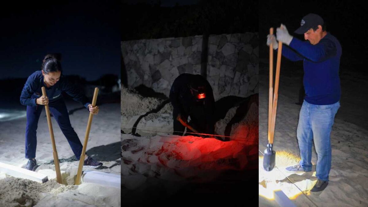 Cuidado a las tortugas marinas.