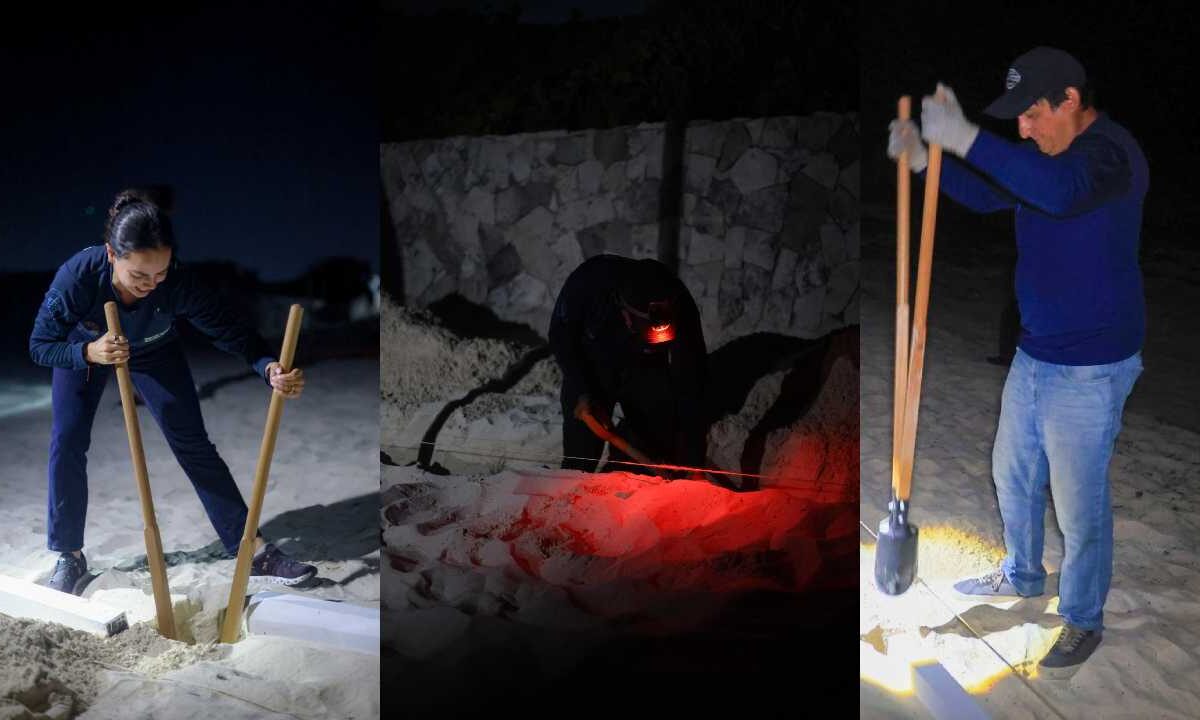 Cuidado a las tortugas marinas.