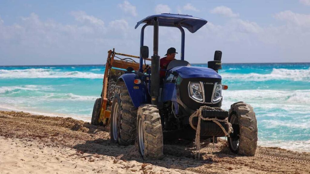 En Cancún se limpia el sargazo.