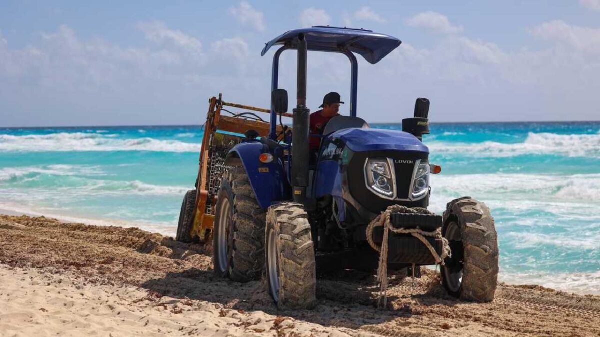 En Cancún se limpia el sargazo.