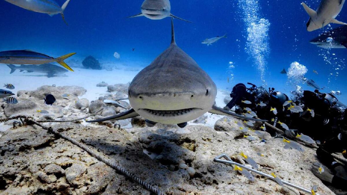 Quintana Roo busca proteger a los tiburones.