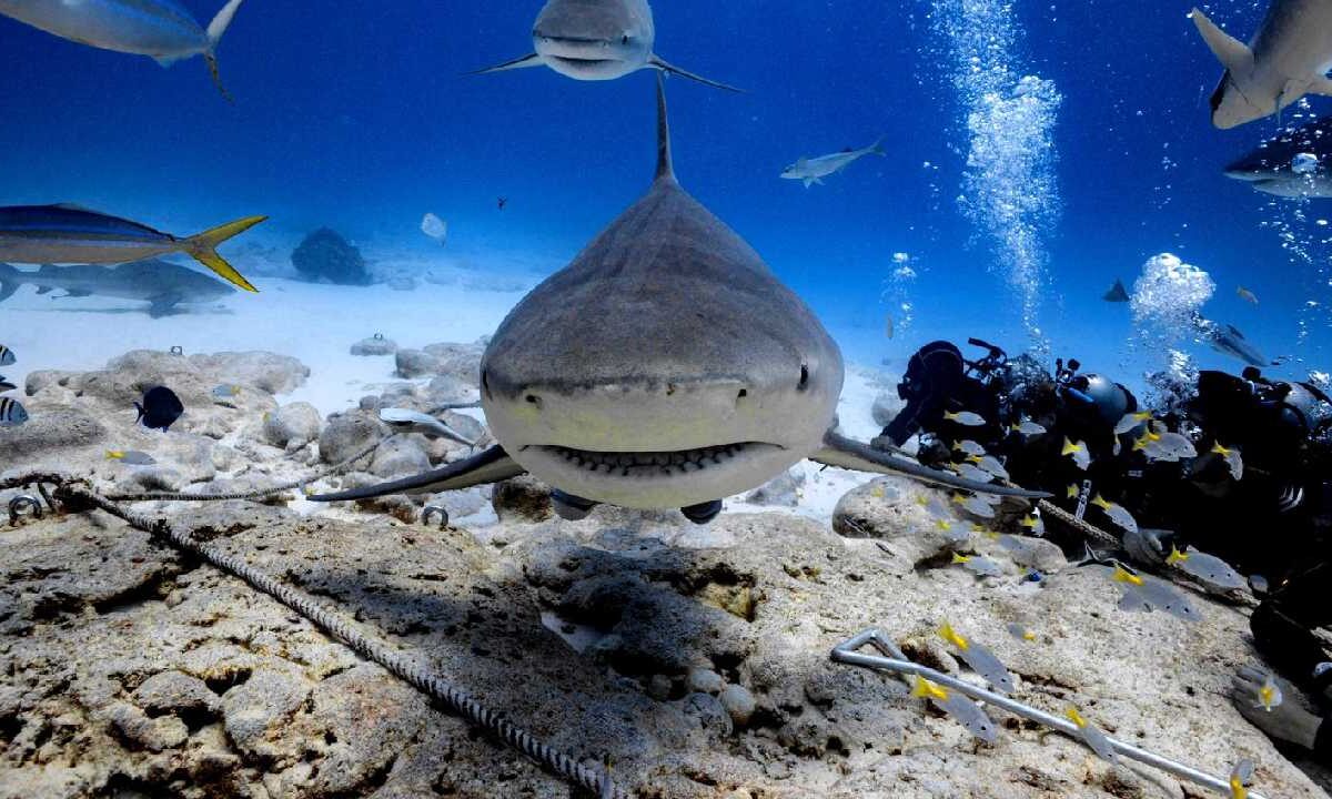 Quintana Roo busca proteger a los tiburones.