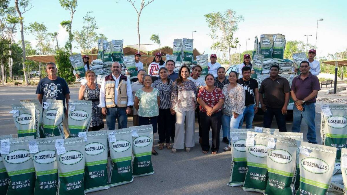 La semilla mejorada de maíz es fundamental.