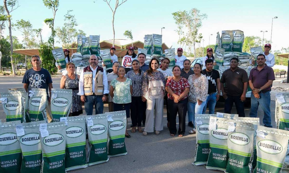 La semilla mejorada de maíz es fundamental.