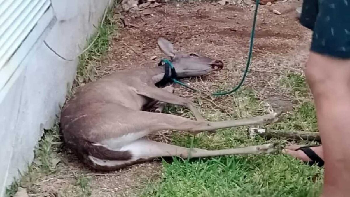 Indagan daño a la fauna silvestre en Playa del Carmen.