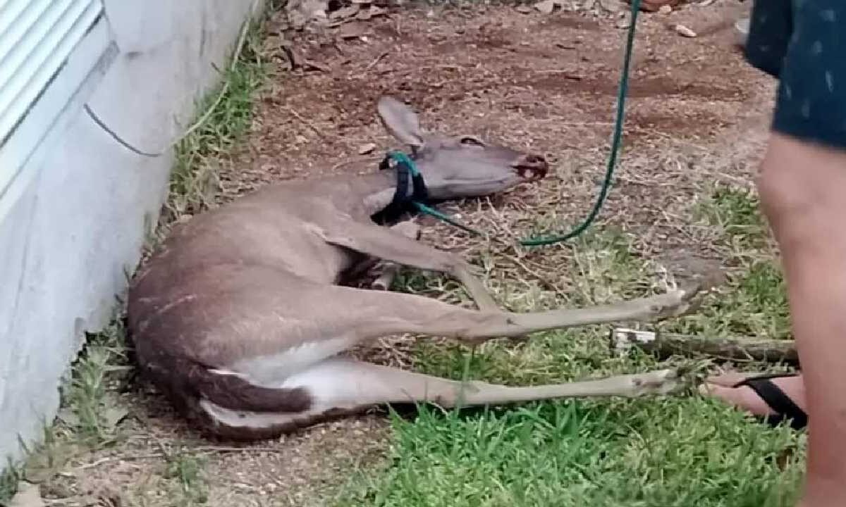 Indagan daño a la fauna silvestre en Playa del Carmen.